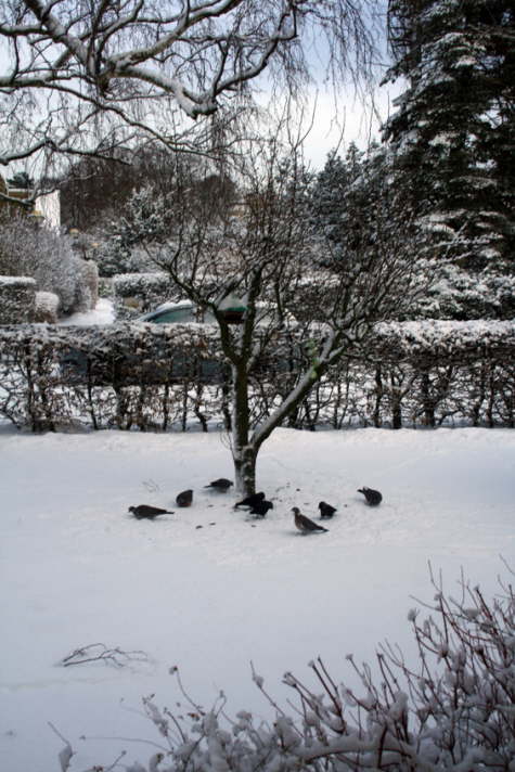 2010 12 17 IMG_7515